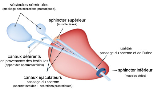 Prostate